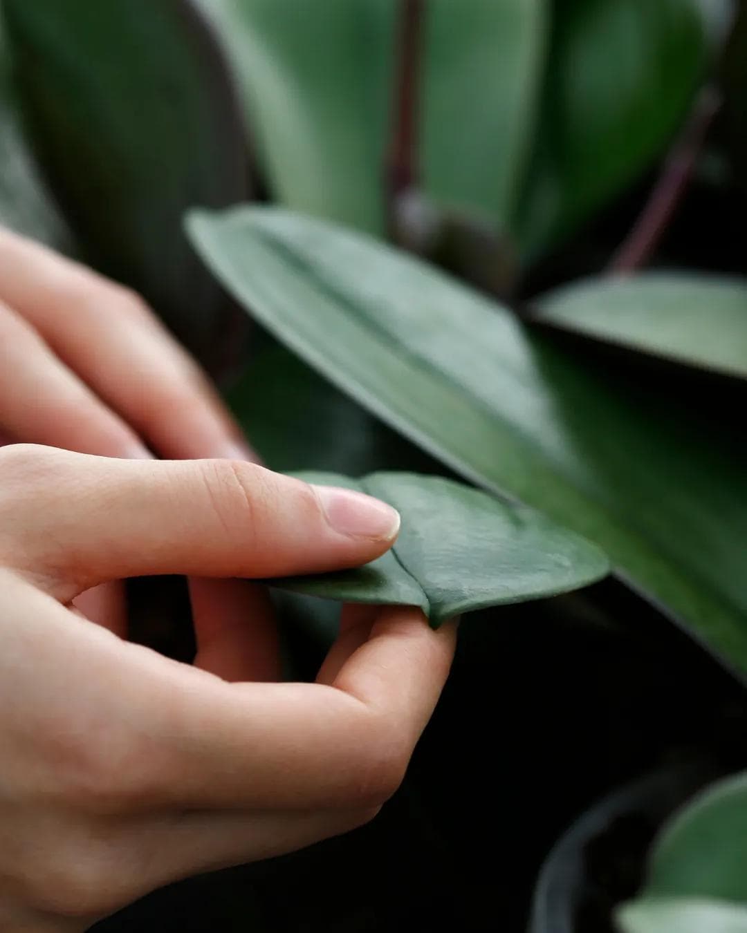 Inventário Florestal e Caracterização de Vegetação